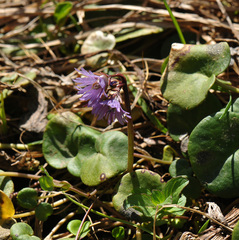 (c) Todd Boland, some rights reserved (CC BY) Soldanella pindicola, photograph (c) Todd Boland, some rights reserved (CC BY)