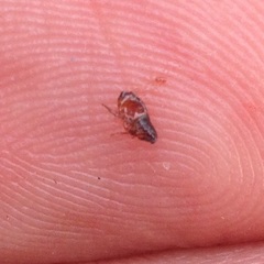 Ctenocephalides canis