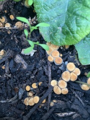 Crucibulum