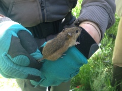 Zapus hudsonius preblei