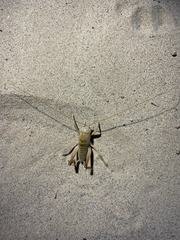 Ceuthophilus fossor