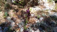 Ophrys bertolonii flavicans
