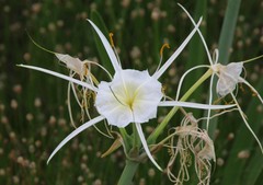 Hymenocallis liriosme