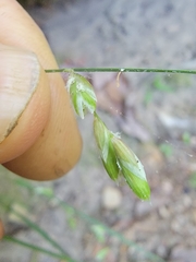 Melica mutica