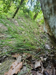 Melica mutica