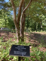 Crataegus aestivalis