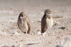 Athene cunicularia