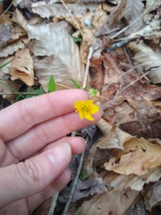 Ranunculus carolinianus