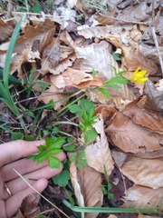 Ranunculus carolinianus