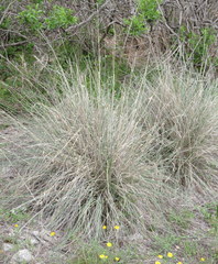 Muhlenbergia lindheimeri