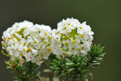 Bornmuellera baldaccii