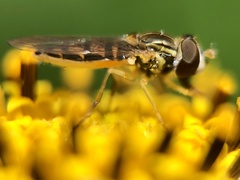 Toxomerus marginatus