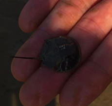 Carcinoscorpius rotundicauda