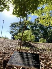 Rhododendron cumberlandense
