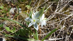 Ornithogalum comosum
