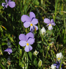 Viola calcarata