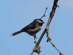 Poecile carolinensis