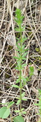 Galium virgatum