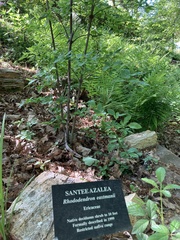 Rhododendron eastmanii