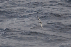 Pterodroma inexpectata