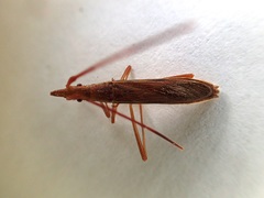 Protenor belfragei