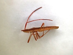 Protenor belfragei