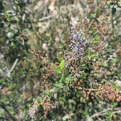 Ceanothus tomentosus olivaceus