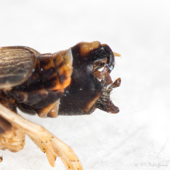 Hyledelphax elegantula