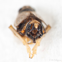 Hyledelphax elegantula