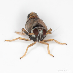 Hyledelphax elegantula