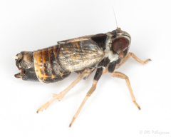 Hyledelphax elegantula