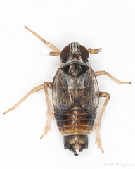 Hyledelphax elegantula