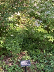 Rhododendron alabamense