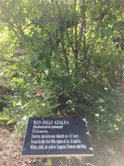 Rhododendron colemanii