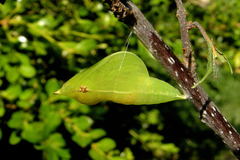 Gonepteryx rhamni