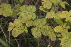 Blaue Brombeere (Rubus caesius): Herkunft und Verwendung — Foto 2