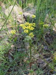 Lomatium caruifolium denticulatum