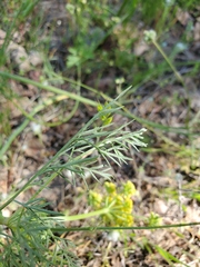 Lomatium caruifolium denticulatum