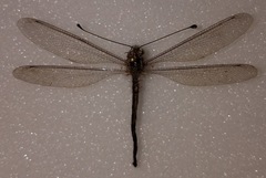 Ascaloptynx appendiculata