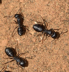 Camponotus amaurus