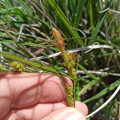Carex triquetra
