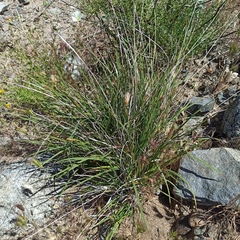 Carex triquetra