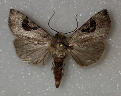 Hypotrix lunata