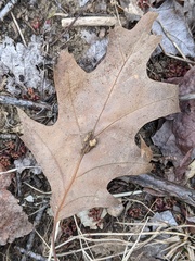 Callirhytis piperoides