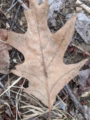 Callirhytis piperoides