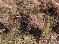 Poa secunda secunda