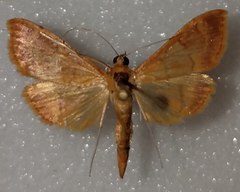 Pyrausta pseudonythesalis