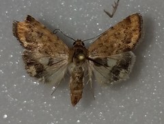 Heliocheilus paradoxus