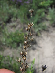 Artemisia salsoloides