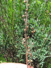 Artemisia salsoloides